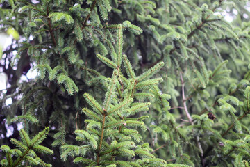 Fir-trees in a wild forest. Summer season.