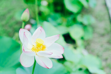 唐招提寺の美しい庭園