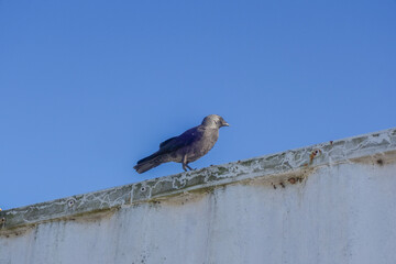 Ein schwarzer Vogel sitzt auf einer Mauer und hält Ausschau. Der Himmel ist strahlend blau, ein schöner Sommertag