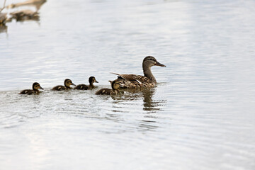 Duck family, mother with chicks, photographed from the side on the river Danube