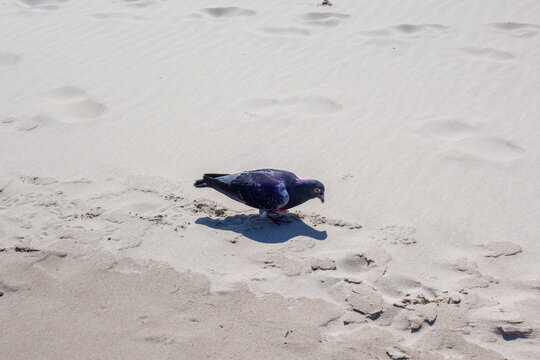 Taube pickt im Sand