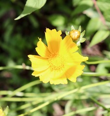 A close view of a yellow flower in the garden.