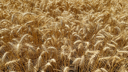 Golden Cereal field with ears of rye, Agriculture farm and farming concept