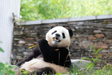 Close up Fluffy Male Panda, Bao Li, Wolong Giant Panda Nature Reserve, Shenshuping, China