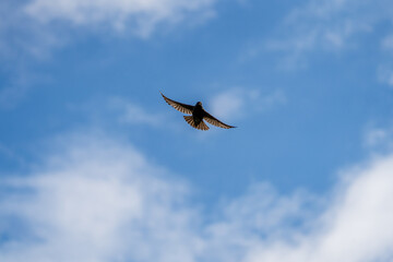 Spread your wings