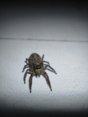 jumping spider on the wall