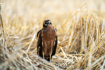 Beautiful harrier