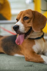 beagle dog portrait