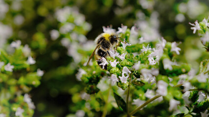 Gemeine Sandbiene - Im Gegensatz zu anderen Wildbienenarten, fühlt sie sich nicht in Lehm- oder Sandgruben wohl, sondern an Waldrändern, in Gärten und in Parks.