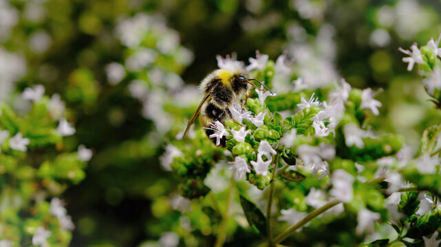 Gemeine Sandbiene - Im Gegensatz zu anderen Wildbienenarten, f&uuml;hlt sie sich nicht in Lehm- oder Sandgruben wohl, sondern an Waldr&auml;ndern, in G&auml;rten und in Parks.