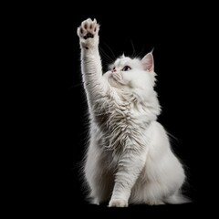 Persian cat sitting, raising its paw to high five, isolated on a black background, in the style of high resolution photography.