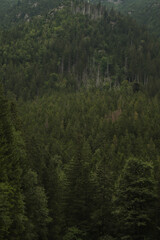 Obraz premium forest in the mountains