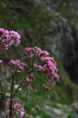 a flower  in mountain