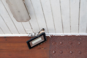 Schwalbe auf einer Lampe unter dem Dach