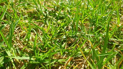 Fresh green grass close-up. Green lawn on the lawn. The grass is growing. Lush green grass. Plants and nature.