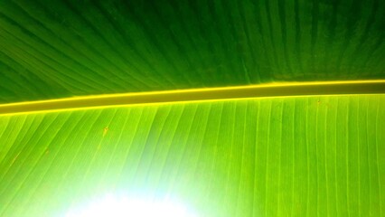 Green banana leaf texture background. Banana leaf texture close up. Natural green leaf background. Green leaf texture decor. © Nataly G