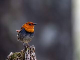 森の中で枯れ木に留まっているコマドリの雄