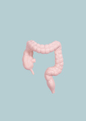 Large intestine organ minimalism