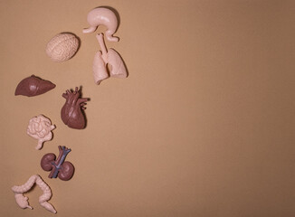 Internal organs of human health