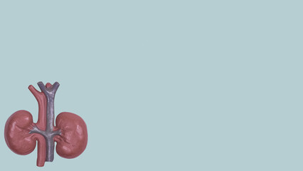 Banner human kidneys green