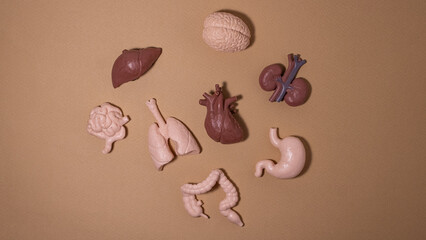 Human health concept with organs