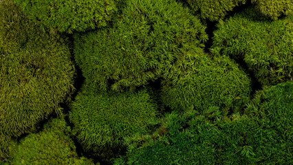 Green moss in forest