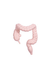 Large intestine organ on white
