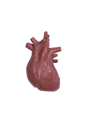 Human heart on white minimalism
