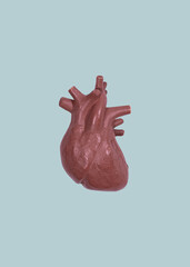 Human heart organ minimalism