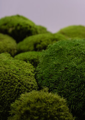 Green moss background minimalism