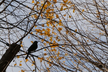 木の枝にとまる鳥