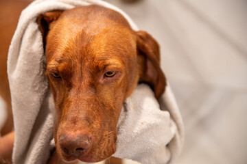 Hungarian Vizsla being dried with white towel at a tile dog washing station after being given a bath