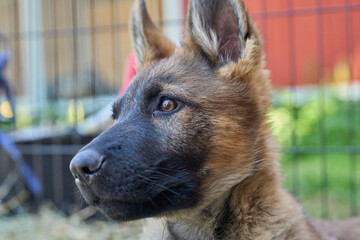 Beautiful gray German Shepherd puppy in a garden on an early summer day in Skaraborg Sweden
