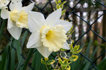 Narcissus flower close up against wire fence