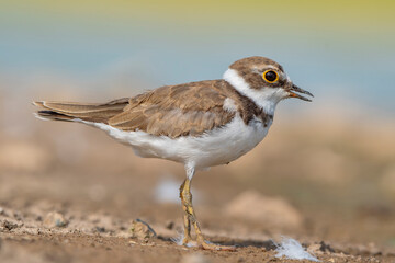 Little Ringed Plover (Charadrius dubius) is a wetland bird common in Asia, Europe and Africa.