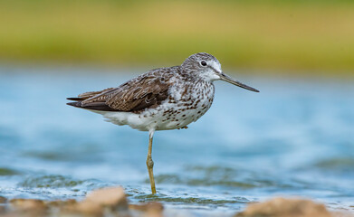 Common Greenshank (Tringa nebularia) is a wetland bird that lives in Africa, Europe and Asia. It usually feeds on fresh water.