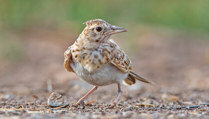Crested Lark (Galerida cristata) is a songbird. It is a common and resident birds in Asia and Europe.