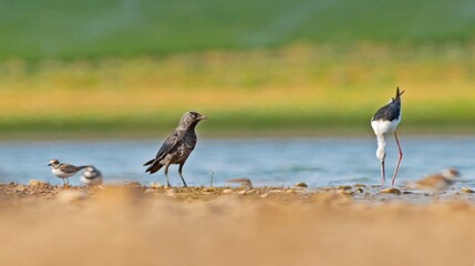 Western Jackdaw (Coloeus monedula)
It is a crow that lives all over Turkey. Sometimes it is seen in large groups.