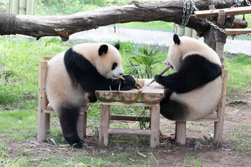 Close up Little Panda Bears in Chongqing, China