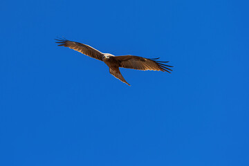 Soaring Yellow-billed kite in Ethiopia, Simian Mountains