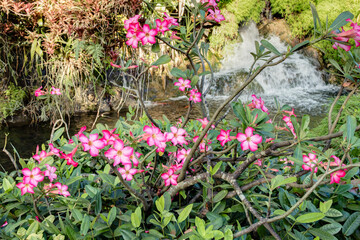 Fleurs exotiques des Antilles

