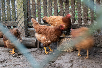 Chickens drink water, motion blur