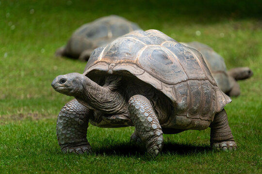 Western Santa Cruz tortoise (Chelonoidis niger porteri)
