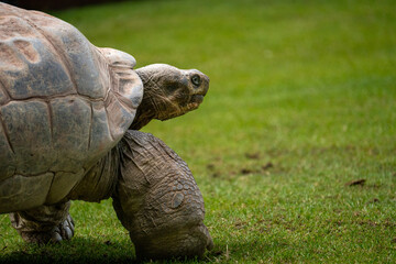 Western Santa Cruz tortoise (Chelonoidis niger porteri)
