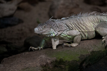 Cuban iguana (Cyclura nubila)