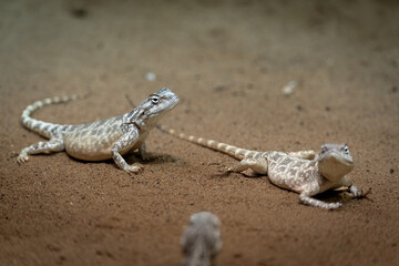 Desert iguana (Dipsosaurus dorsalis)