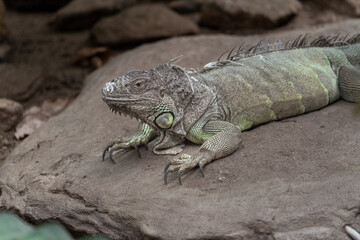 Cuban iguana (Cyclura nubila)