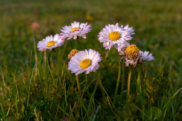 Daisy flowers close up in mild evening sunlight