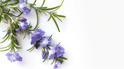 Close-up of purple flowers arranged on a white surface, suitable for decorative purposes or as a prop in photography