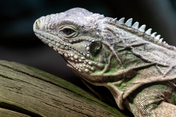 Lesser Antillean iguana (Iguana delicatissima)